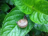 カタツムリ