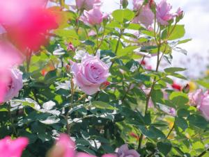 バラの花