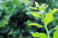 新緑に降り注ぐ雨