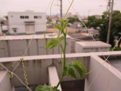 業務センター緑のカーテン写真（11）