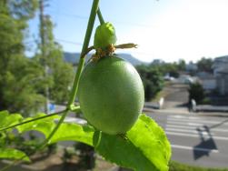 令和元年度緑のカーテン業務センター実施生育日誌