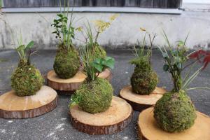 苔玉