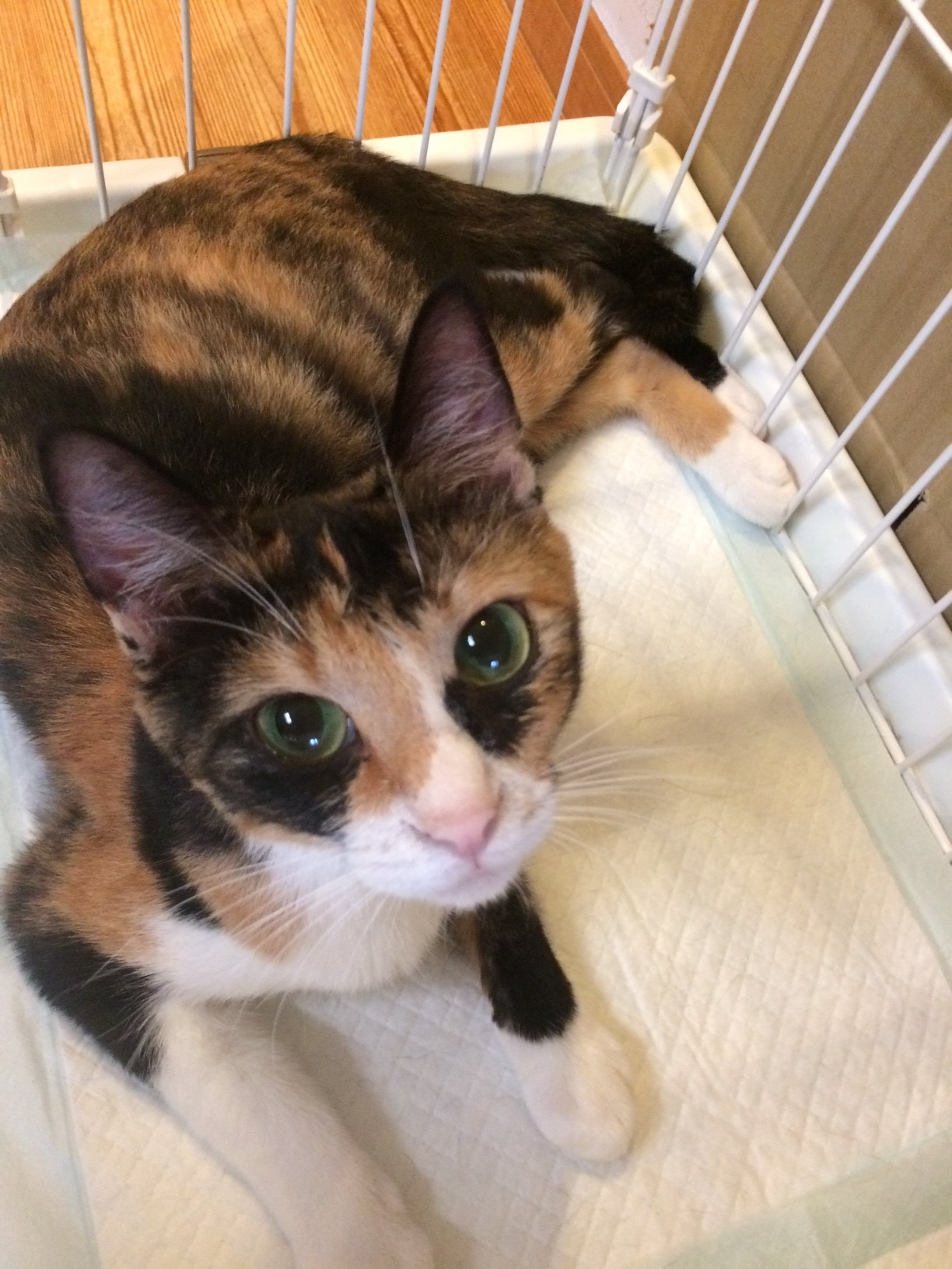 猫 雑種 新しい飼い主さん募集中