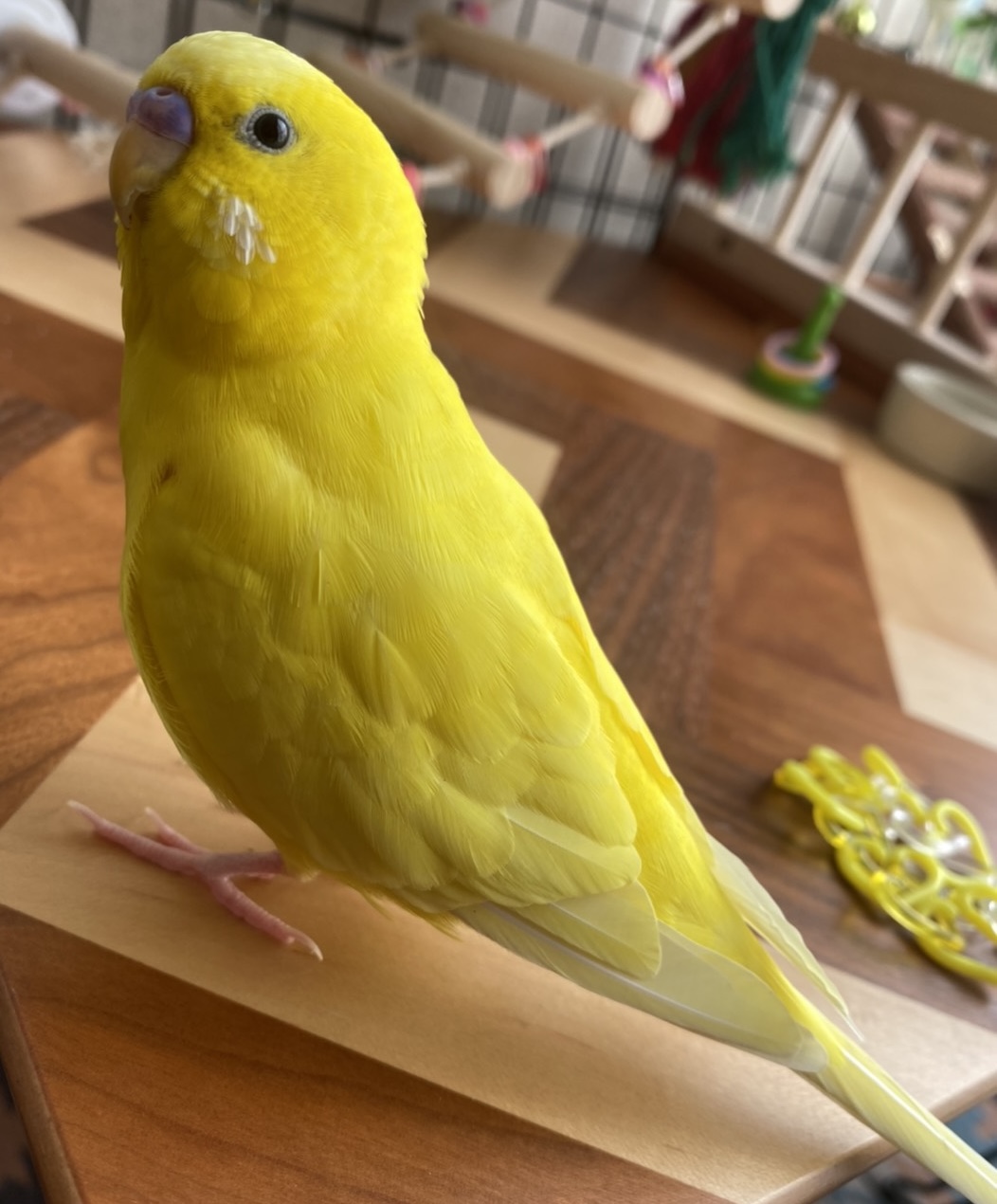犬 保護しています 一覧